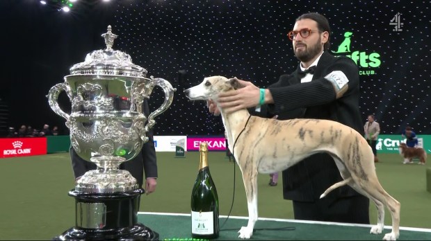 Whippet dog standing next to a trophy and a bottle of champagne.