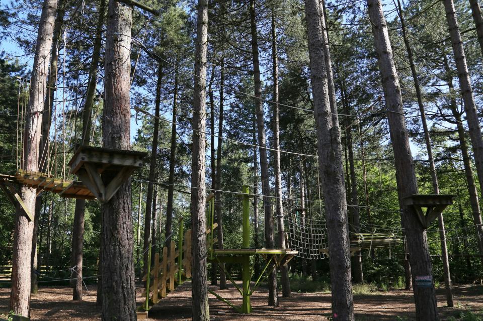 Aerial adventure course in a pine forest.