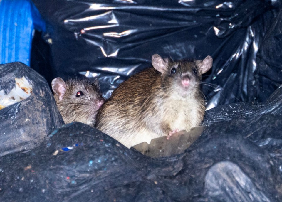 Huge rats the size of a small cat running round the Streets of Birmingham last night as the Bin Strike continues and rubbish piles high in the streets..Picture by Jeremy Selwyn / SelwynPics +44 7836 200711.05/03/2025