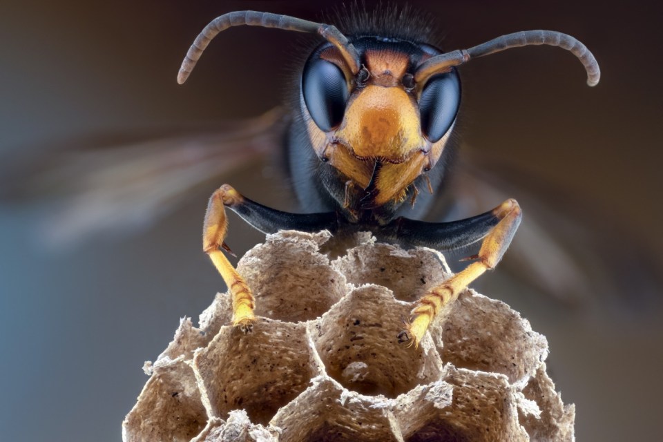 avispa asiática (asian hornet)