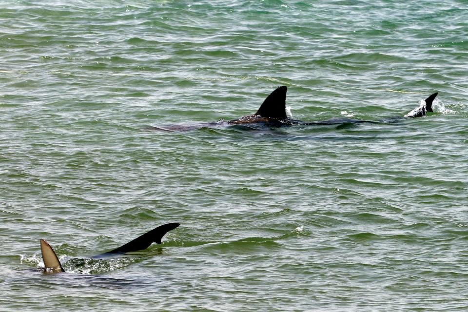 Several dolphins swimming in the ocean near a beach.