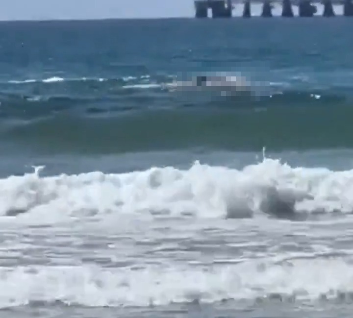 Shark attack off Olga Beach.