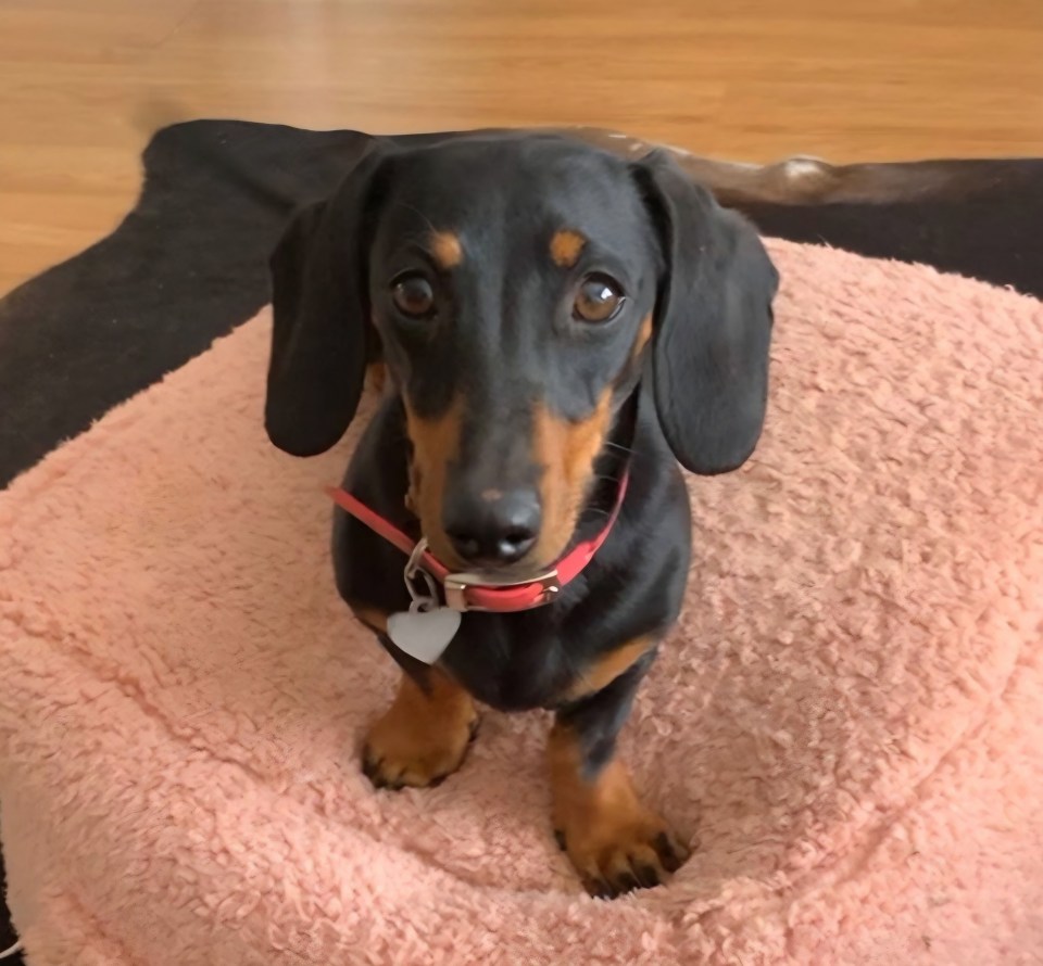 Black and tan dachshund sitting on a pink blanket.