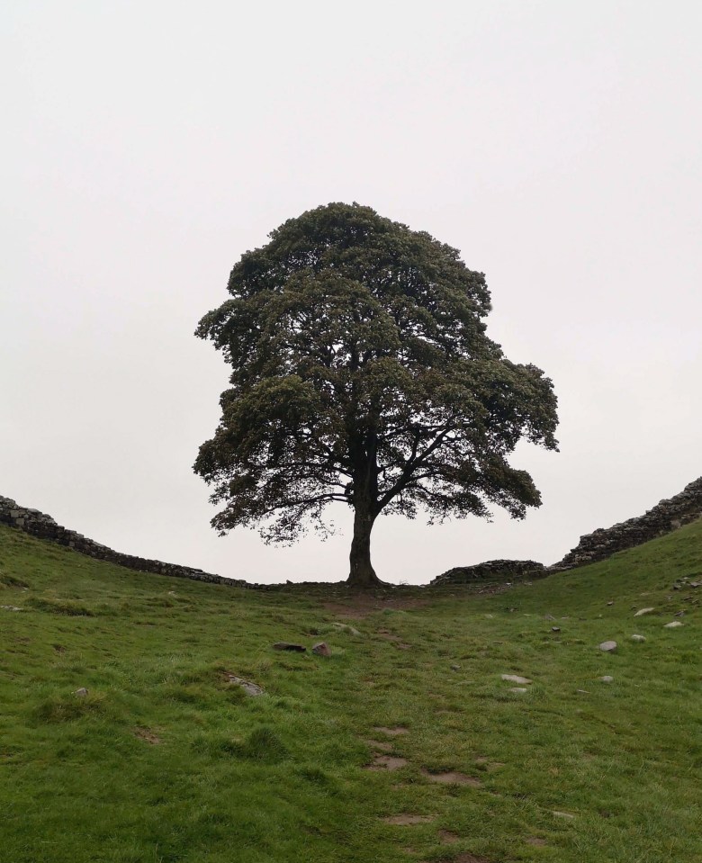 Sycamore Gap tree on Hadrian's Wall before it was felled.