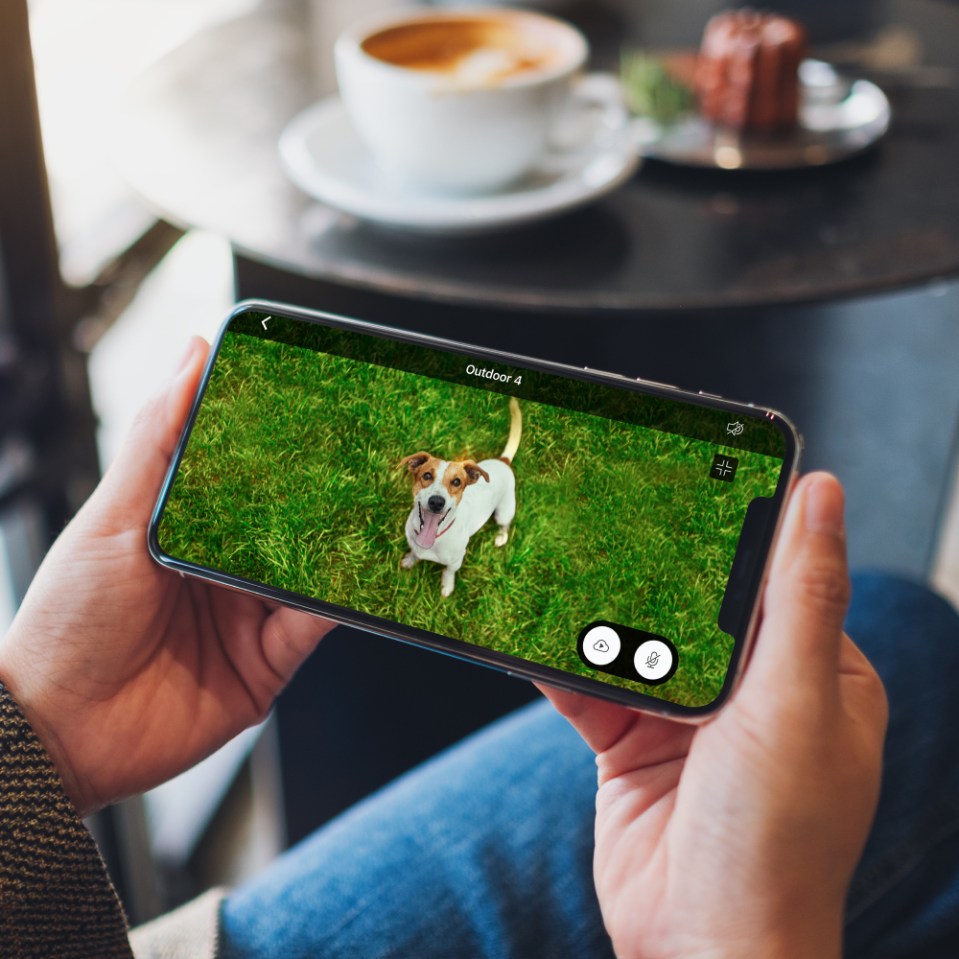 Person viewing a dog on a smartphone security camera app.