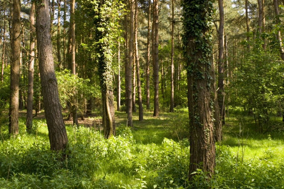B3A767 Woodland Glade Thetford Forest Norfolk UK. Image shot 2008. Exact date unknown.