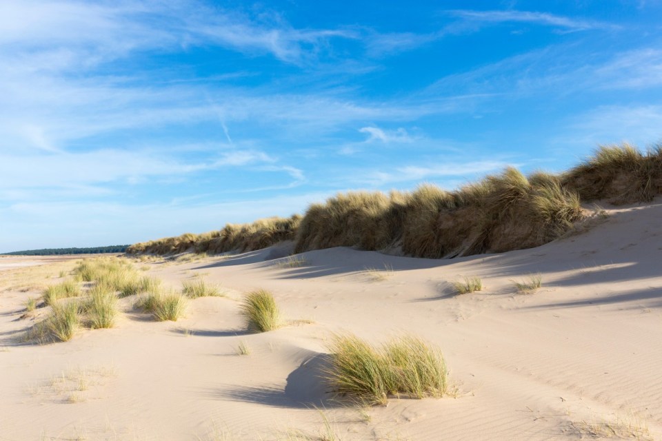 J0NGR6 Coastal sand dunes with Marram Grass, one of the Ammophila grasses ( Xerophyte ) at sandy Holkham Beach, North Norfolk coast UK