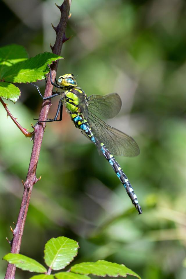 Male Southern Hawker dragonfly perched on a thorny stem.