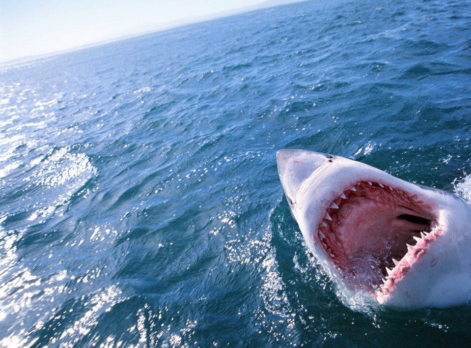 Great white shark's open mouth in the ocean.