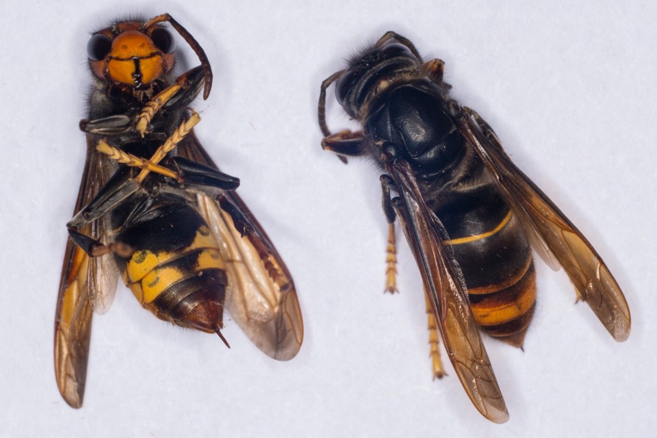 TO GO WITH AFP STORY BY CHRISTIAN PANVERT<br />
A photo shows a female Asian Hornet (Vespa Velutina) with its sting on September 30, 2014 at the Research Institute of Biology of the Insect (IRBI) in Tours, central France. The Asian Hornet,  an invasive non-native species from Asia, is a highly effective predator of insects, including honey bees. French researchers at IRBI have been conducting research into whether native parasitic species, small flies known as Conops vesicularis, could have an impact on the health of Asian Hornet colonies, possibly leading to their decline in Europe.  AFP PHOTO / GUILLAUME SOUVANT (Photo by GUILLAUME SOUVANT / AFP) (Photo by GUILLAUME SOUVANT/AFP via Getty Images)
