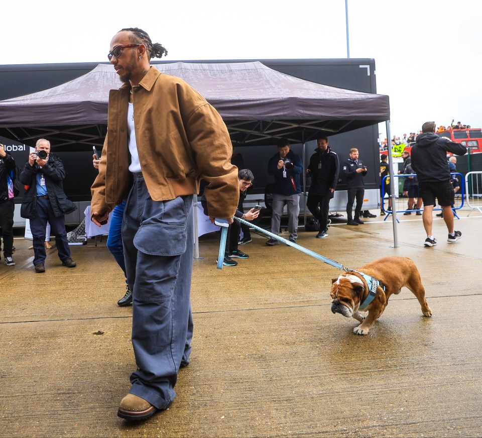 Lewis Hamilton walking his bulldog.