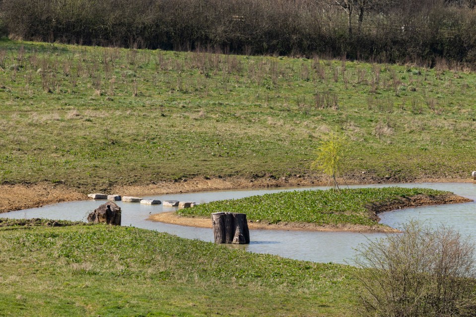 A small pond with stepping stones and tree stumps.