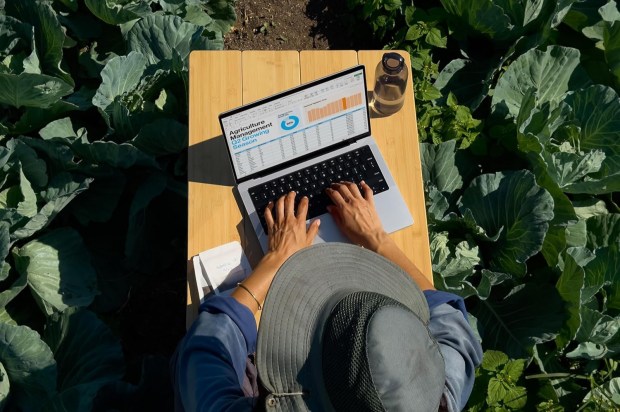 Person using laptop in a cabbage field, reviewing agriculture management data.