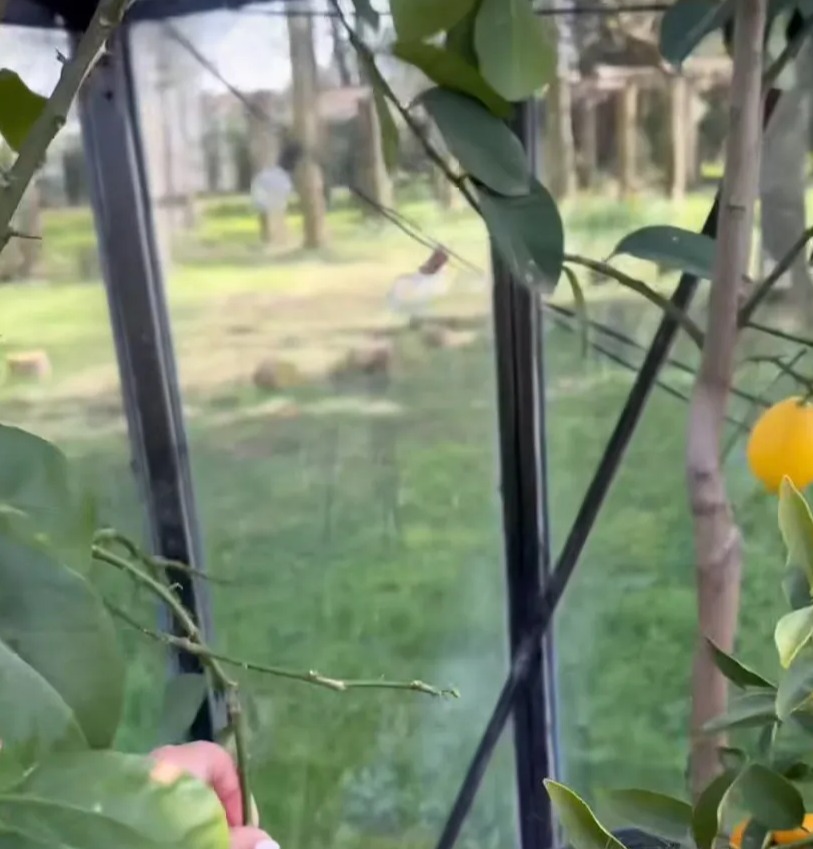 Person picking lemons from a tree in a greenhouse.