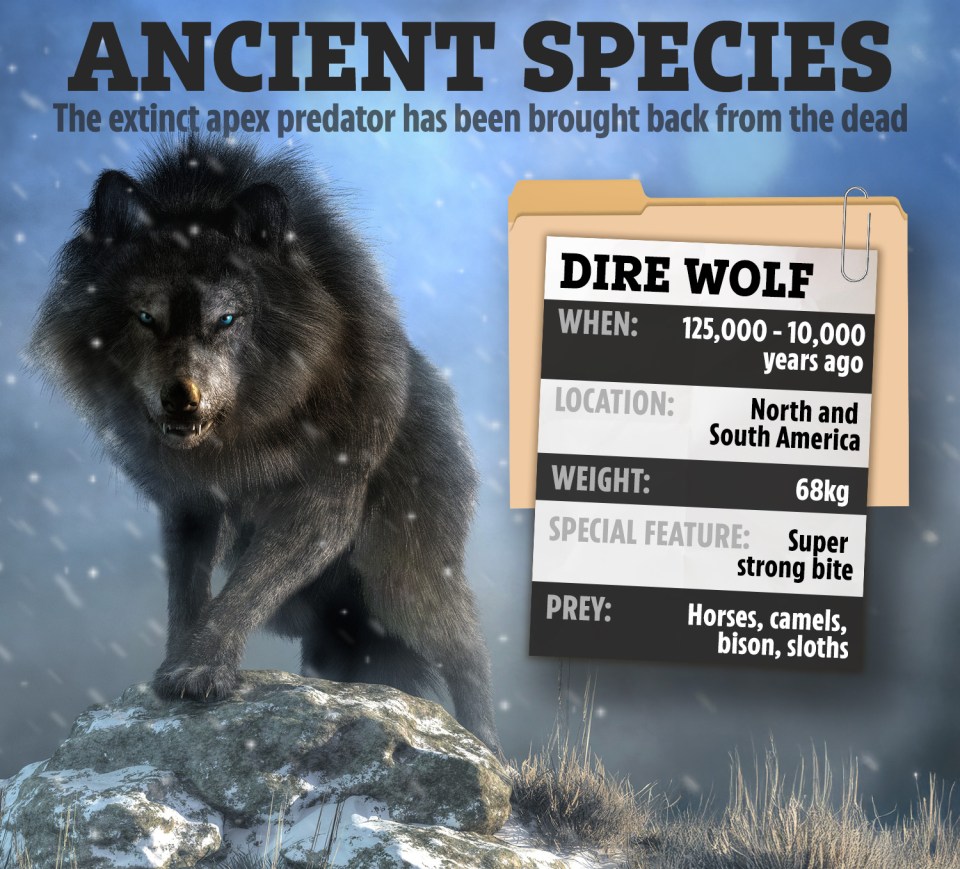 Illustration of a dire wolf with infographic.