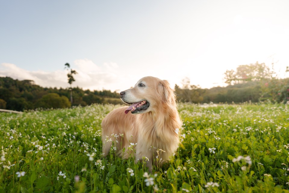 Golden retriever in a field of flowers.