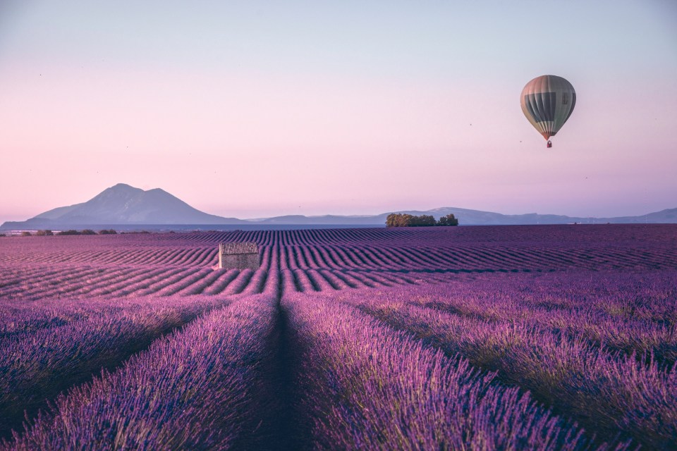 Hot air balloon over a lavender field in Provence, France.