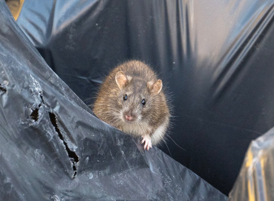 Large rat in a rubbish bag.