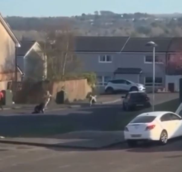 Dogs playing in a residential street.