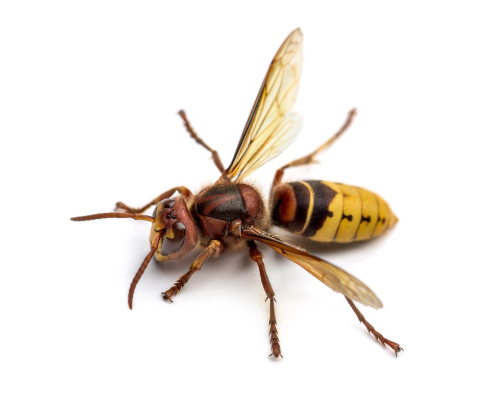 European hornet on white background.