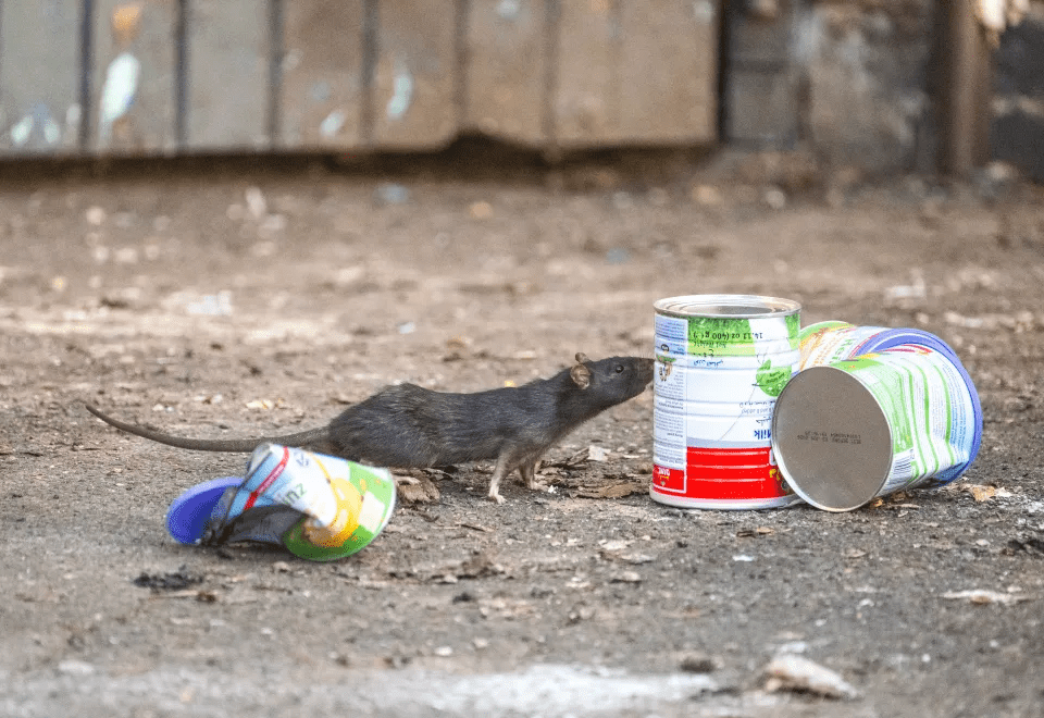 Rat near discarded food cans.