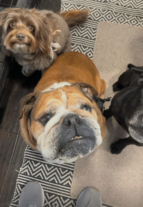 Three dogs looking up at the camera.