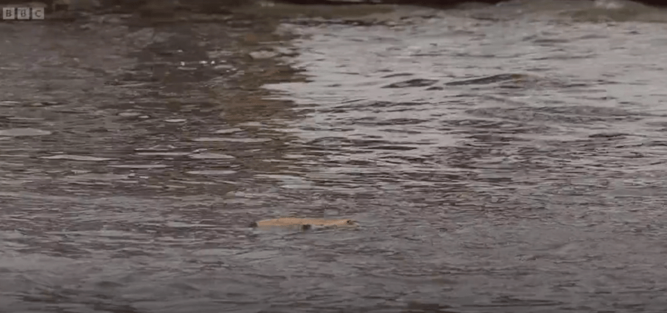 Otter swimming in a river.