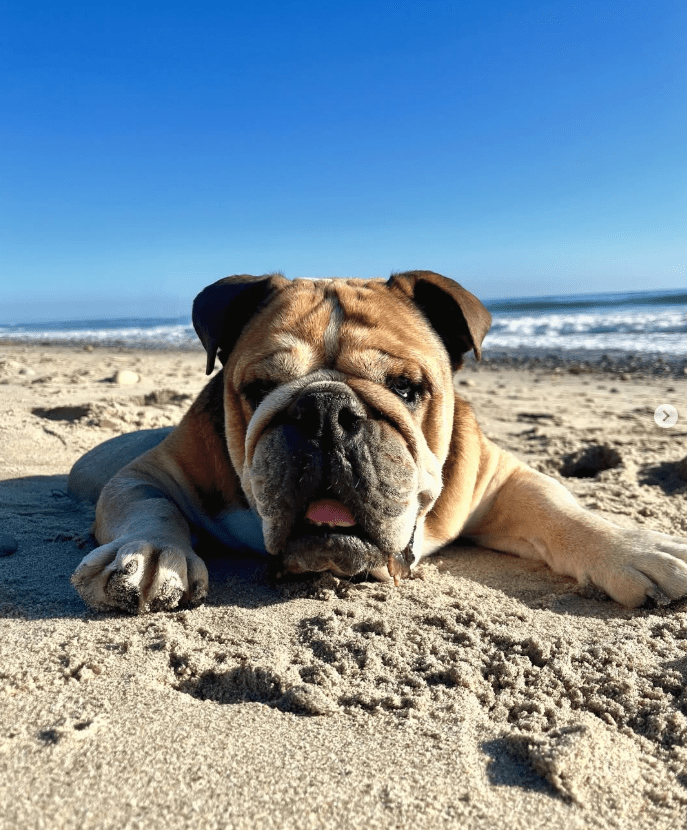 Bulldog lying on the beach.