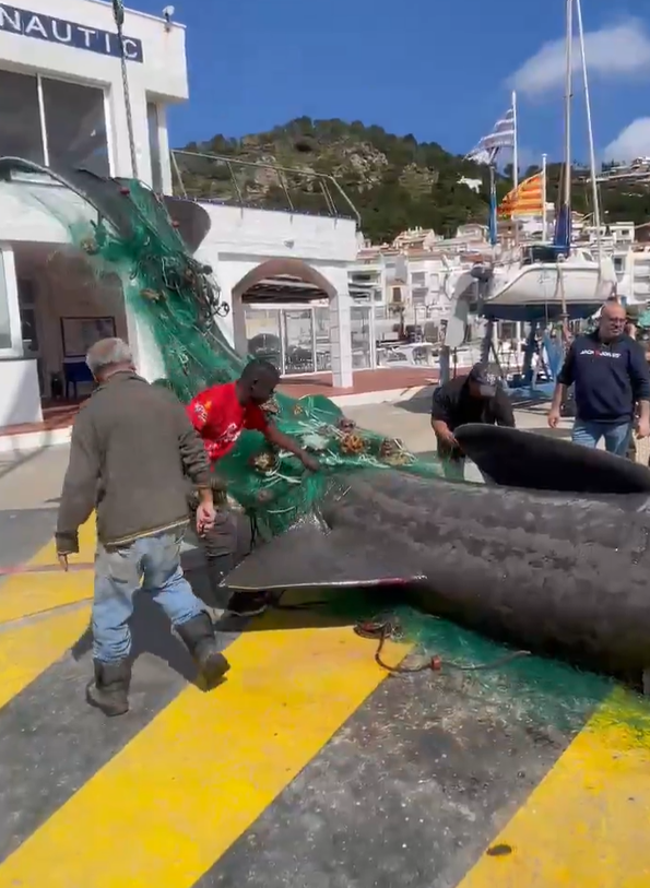 People untangling a large whale from a fishing net.