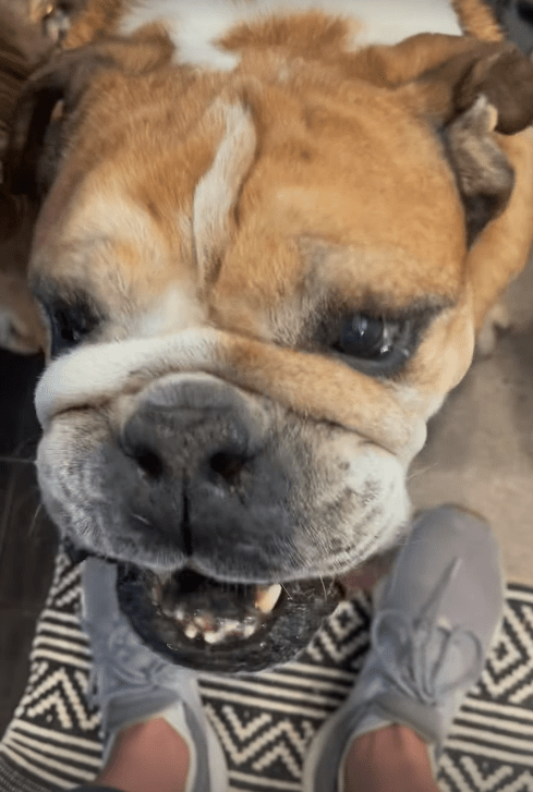 Close-up of a bulldog's face.