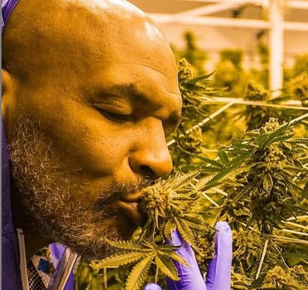 Mike Tyson smelling marijuana.