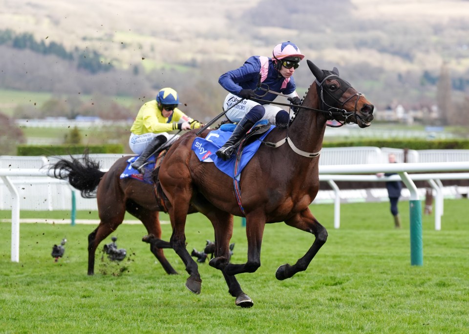 Horse race at Cheltenham Festival.