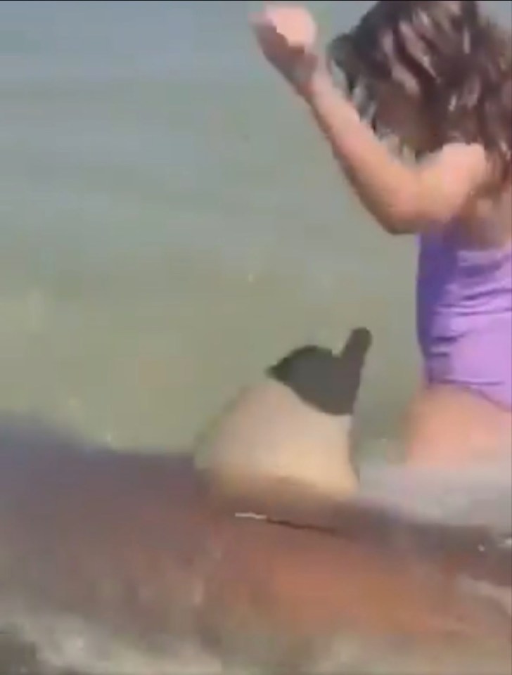 Moments before a fatal shark attack in Hadera, a shark swims near children.