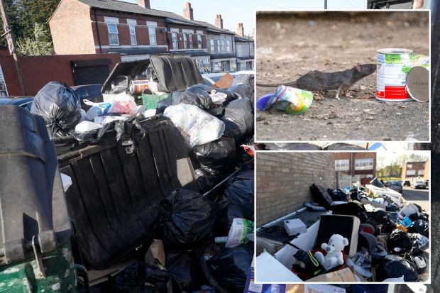 An image collage containing 3 images, Image 1 shows Pile of garbage bags and refuse overflowing from a bin, Image 2 shows Rat near discarded food cans, Image 3 shows Pile of rubbish on a street during a refuse collectors' strike