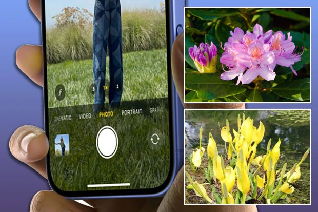 An image collage containing 3 images, Image 1 shows iPhone displaying photo mode, Image 2 shows Pink rhododendron flowers in bloom, Image 3 shows American skunk cabbage (Lysichiton americanus) growing by a pond