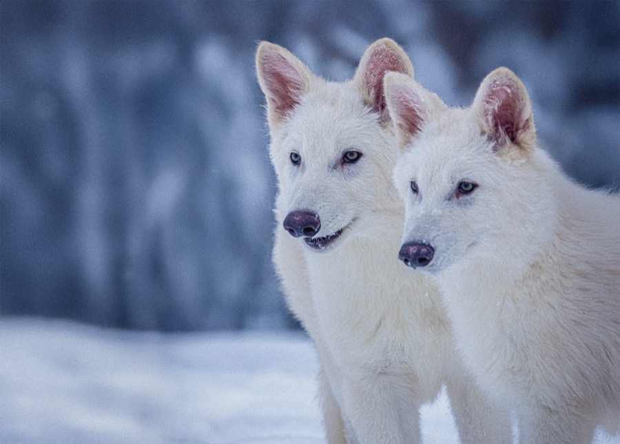 Two white dire wolves in the snow.