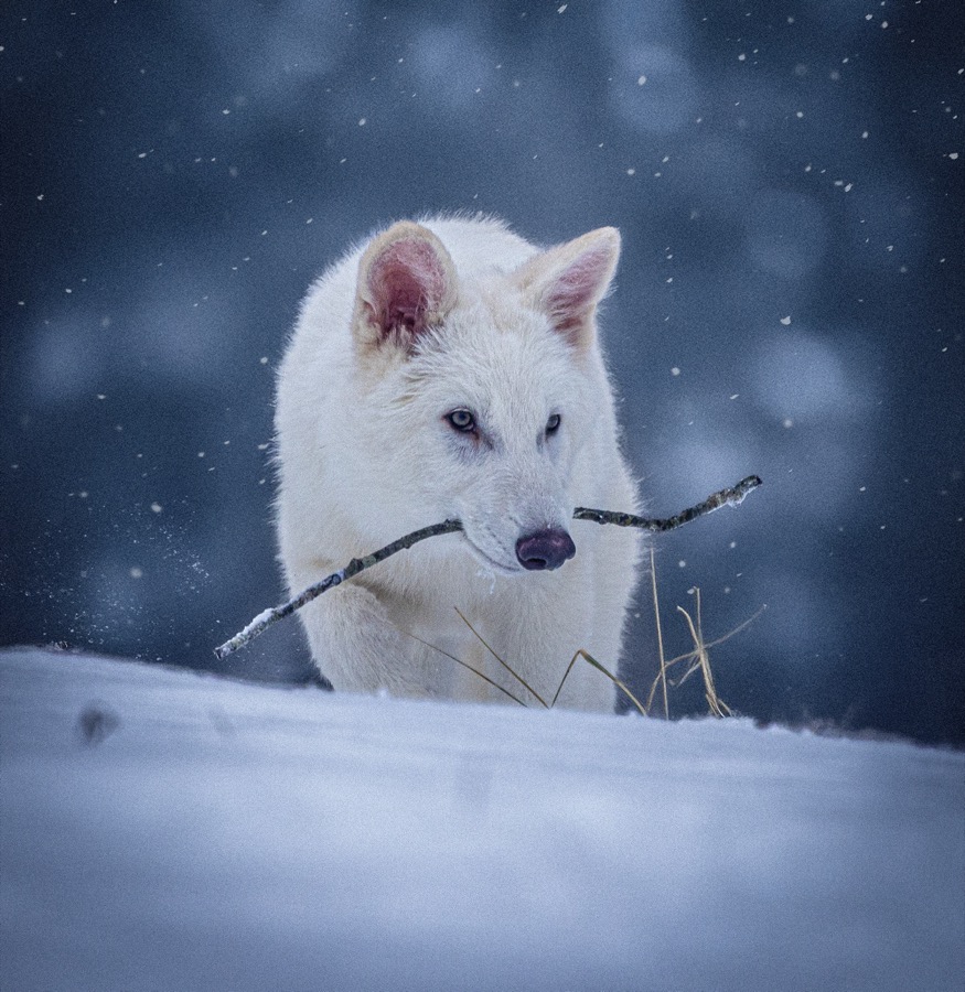 White dire wolf carrying a stick in the snow.
