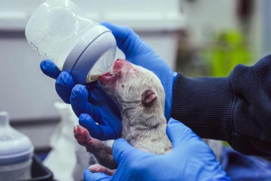 A scientist bottle-feeding a dire wolf pup.