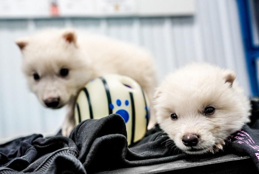 Two white dire wolf puppies.