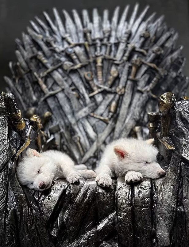 Two white dire wolf puppies sleeping on the Iron Throne.