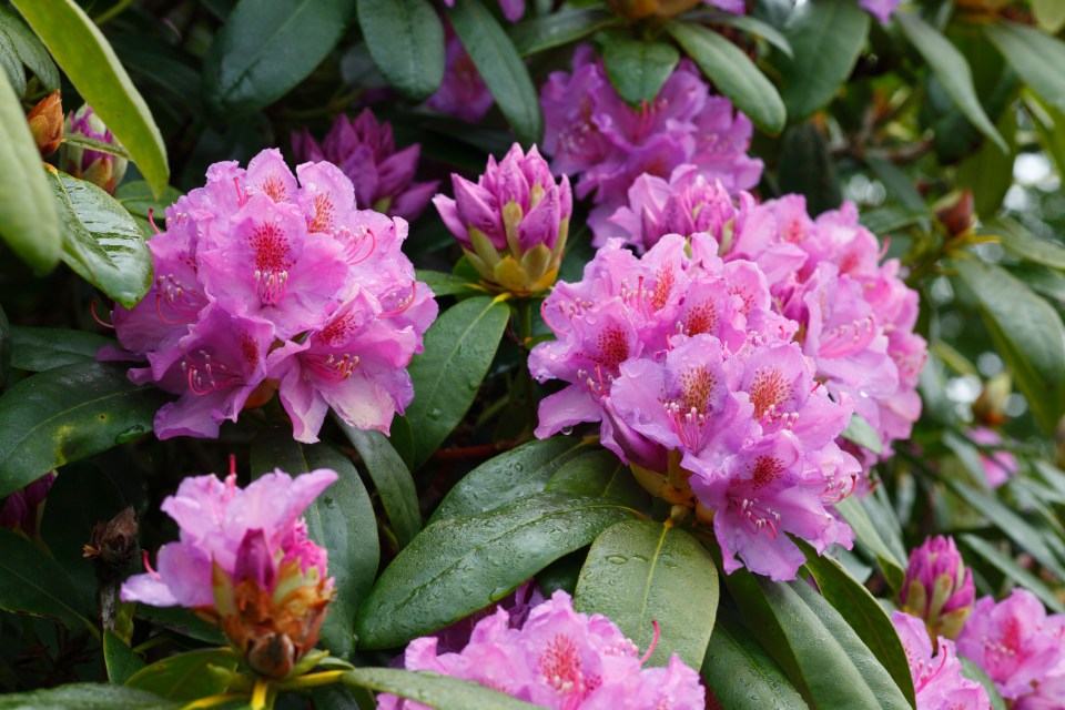 Pink rhododendron flowers in bloom.