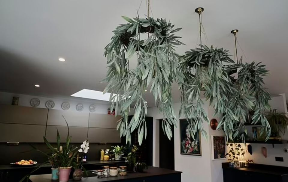 Three hanging plants in a kitchen.