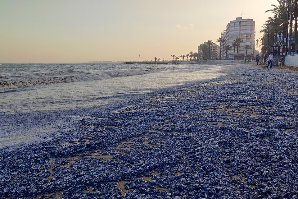 Beach covered in blue jellyfish after a storm.