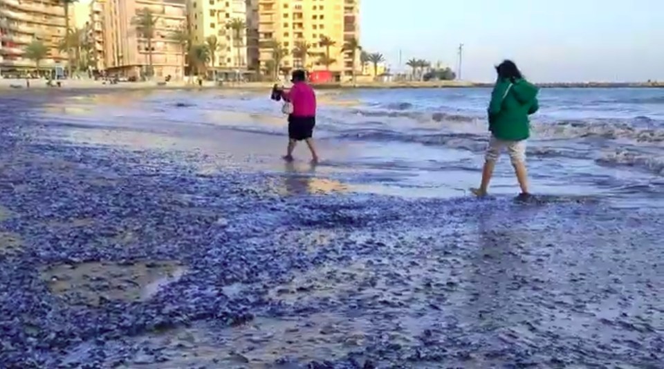 Beach covered in blue jellyfish.