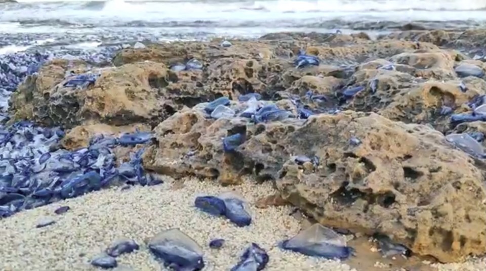 Beach rocks covered in blue jellyfish.