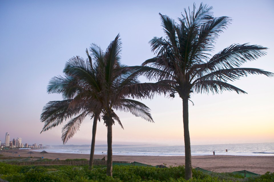 Palm trees on a beach at sunrise.