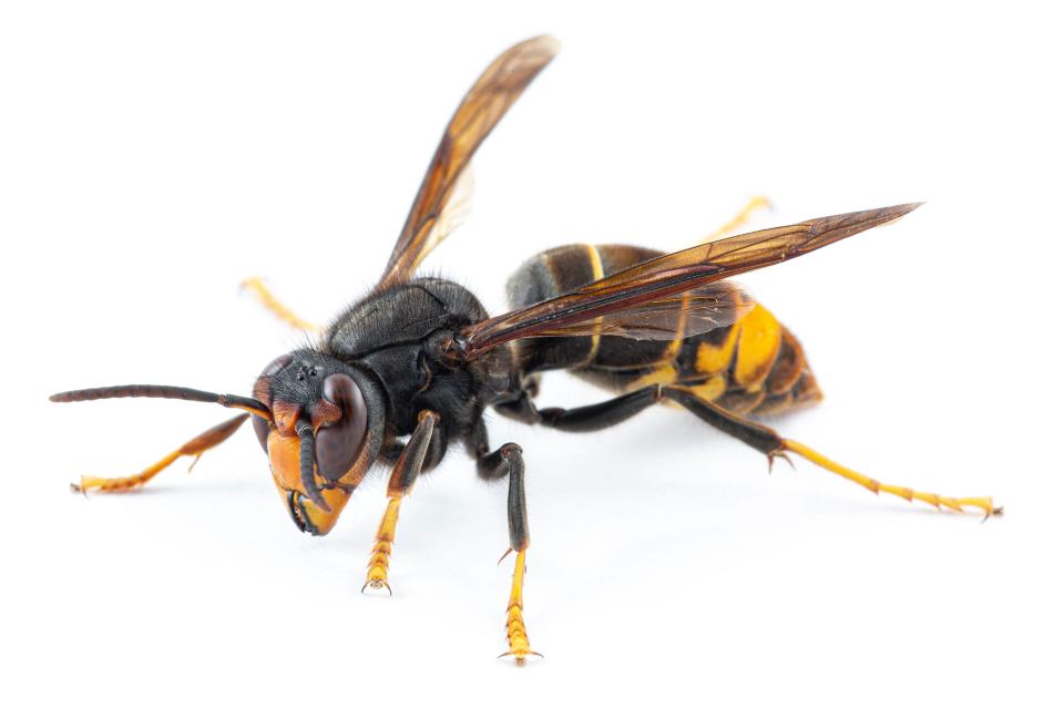 You're supposed to report Asian hornets if you see them in England