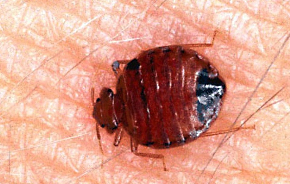Close-up of a bed bug on human skin.