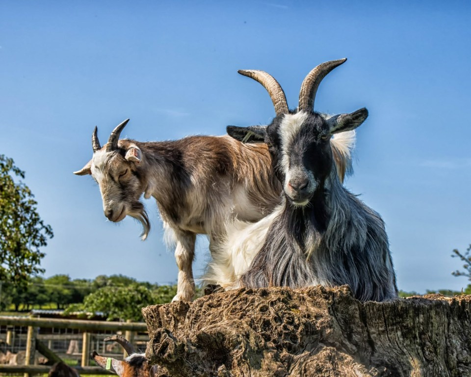 Two goats sitting on a tree stump.