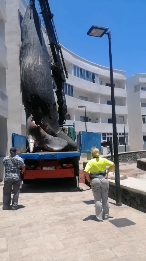 Crane lifting a dead sperm whale onto a truck.